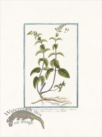 Bonelli 250 Garden mint